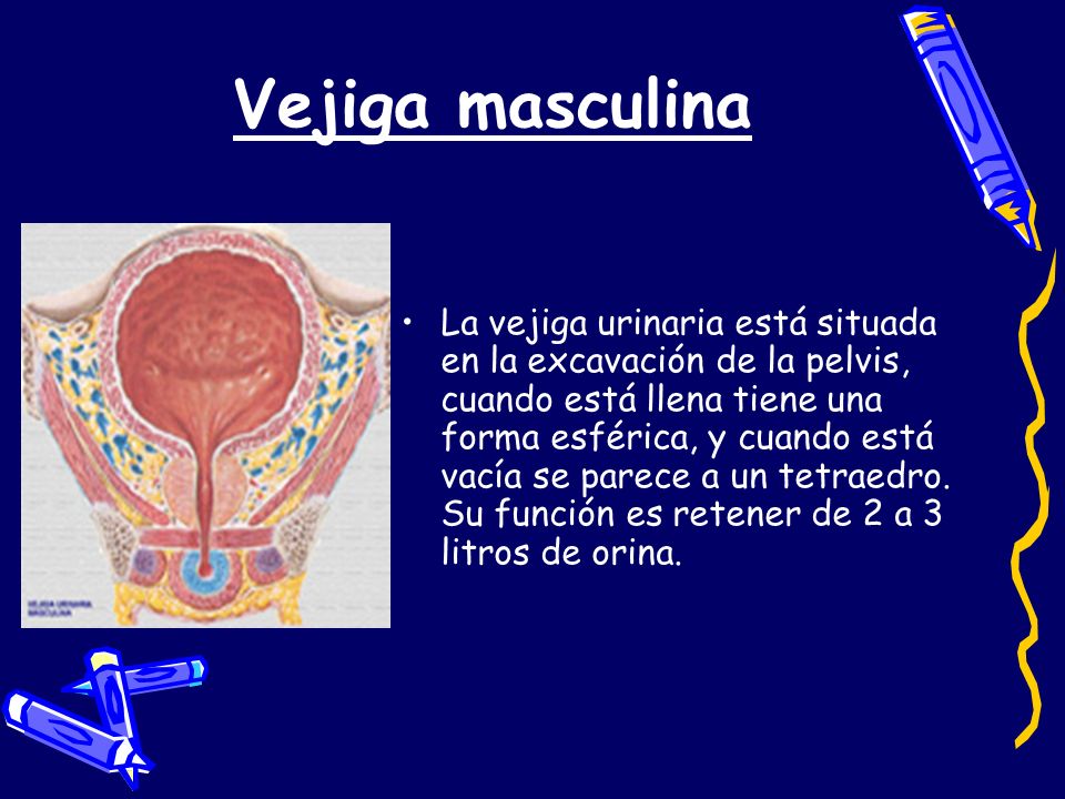 funcion de la vejiga urinaria en el aparato reproductor masculino funcion de la vejiga urinaria en el aparato reproductor masculino